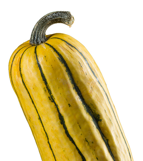 Bush Delicata Squash Gammondale Farm