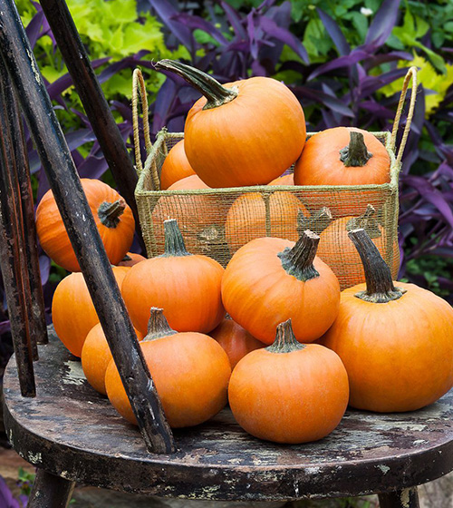 Wee Be Little Pumpkins edible Gammondale Farm wee-be-little-pumpkins-edible-gammondale-farm